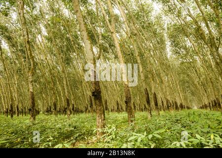 Plantations d'arbres en caoutchouc. Côte D'Ivoire Banque D'Images