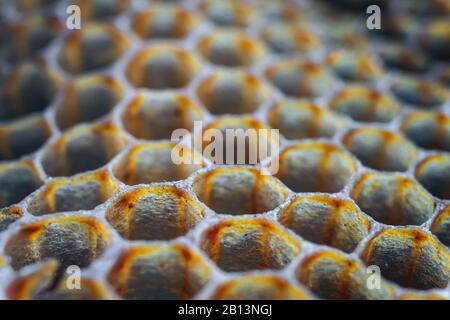 Photo macro Old Honeycomb Banque D'Images