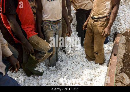 Travail dans les champs de coton de Côte d'Ivoire, (Côte d'Ivoire) Banque D'Images