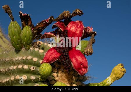 Saguaro cactus, (Carnegiea gigantea), portent des fruits pendant la saison estivale dans le monument national de la forêt Ironwood, désert de Sonoran, Eloy, Arizona, États-Unis. Banque D'Images