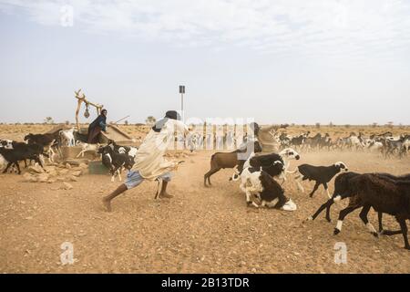 Nomades de chèvre de l'Adrar, Mauritanie Banque D'Images