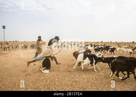 Nomades de chèvre de l'Adrar, Mauritanie Banque D'Images