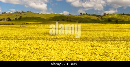 Champs de fleurs en Australie du Sud Banque D'Images