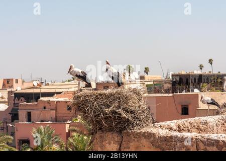 Des cigognes nichant dans le palais El Badi, Mrakesh, Maroc Banque D'Images