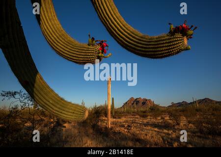 Saguaro cactus, (Carnegiea gigantea), portent des fruits pendant la saison estivale dans le monument national de la forêt Ironwood, désert de Sonoran, Eloy, Arizona, États-Unis. Banque D'Images