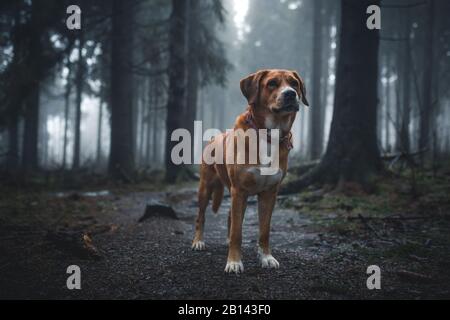 Labrador chien chien de Montagne Suisse bâtard dans la Red Moor, Rhön, Allemagne