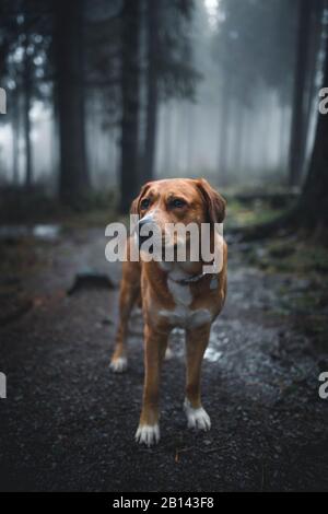 Labrador chien chien de Montagne Suisse bâtard dans la Red Moor, Rhön, Allemagne