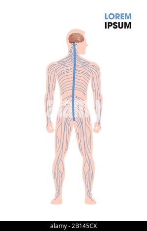 système nerveux humain nerfs sympathiques parasympathique connectés des organes internes par le cerveau et la moelle épinière affiche médicale pleine longueur plate verticale copie espace illustration vectorielle Illustration de Vecteur