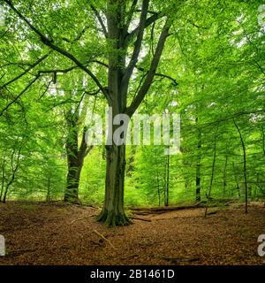 Forêt naturelle mixte de feuillus intacte avec de vieux arbres de hêtre et de chêne, forêt de Sababurg Primeval, Reinhardswald, Hesse, Allemagne Banque D'Images