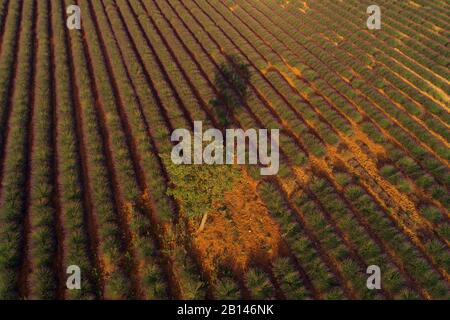 Champs de lavande près de Valensole dans le sud de la France, la Provence, la France Banque D'Images