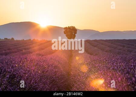 Champs de lavande près de Valensole dans le sud de la France, la Provence, la France Banque D'Images