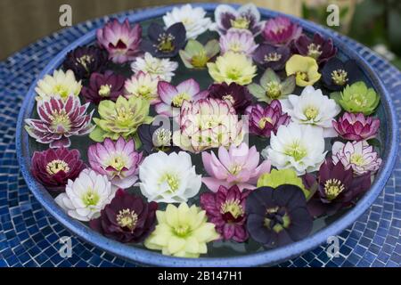 Un bel arrangement de fleurs flottantes en hellebore dans un bol d'eau. Banque D'Images