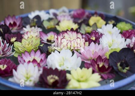 Un bel arrangement de fleurs flottantes en hellebore dans un bol d'eau. Banque D'Images