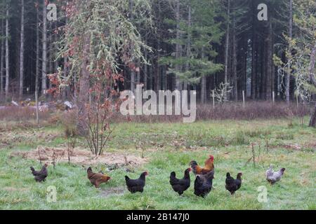 Poules dans un champ. Banque D'Images