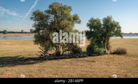 Troupeau de moutons qui se cachent de la chaleur à l'ombre de certains arbres, vu sur le bord du Rhin à Duisburg, Rhénanie-du-Nord-Westfalia, Allemagne Banque D'Images