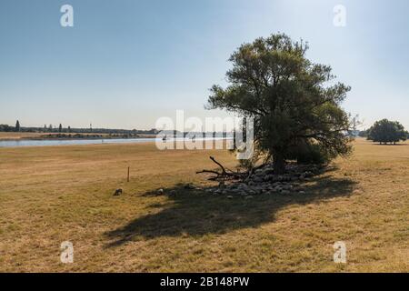 Troupeau de moutons qui se cachent de la chaleur à l'ombre de certains arbres, vu sur le bord du Rhin à Duisburg, Rhénanie-du-Nord-Westfalia, Allemagne Banque D'Images