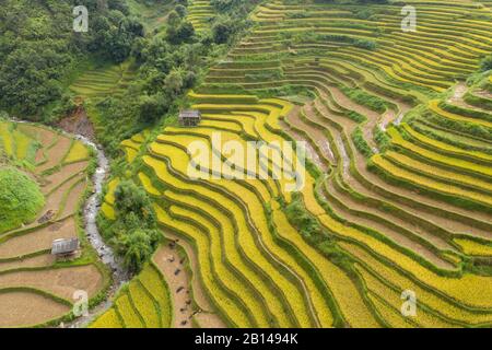 Terrasses de riz doré juste avant la récolte dans le nord du Vietnam, Mu Cang Chai, Vietnam Banque D'Images