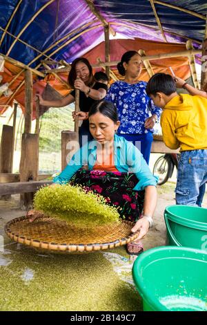 Production de riz collant, Nord Vietnam Banque D'Images