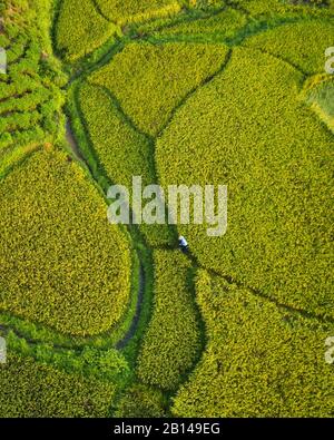 Rizières près de Hanoi, vue aérienne, Vietnam Banque D'Images