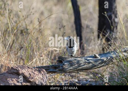 Un oiseau de boucher piché perché sur un bois tombé arrive dans un trou d'eau du désert dans l'arrière-pays du Queensland. Banque D'Images