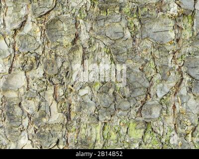 Écorce d'épinette brune dans la forêt printanière. Photo macro Banque D'Images