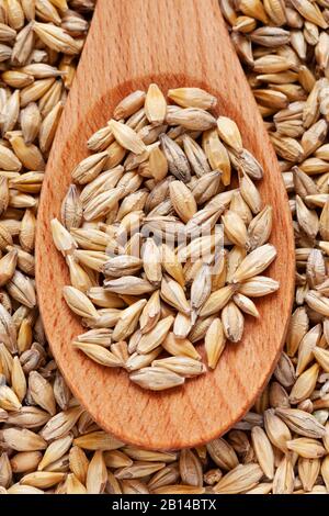 Grain d'orge dans la cuillère en bois fond de Hordeum. Banque D'Images