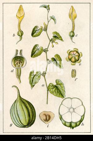 Birthwort, Aristolochia clematite, Osterluzei, Aristoloche clématite, (livre botanique, 1905) Banque D'Images