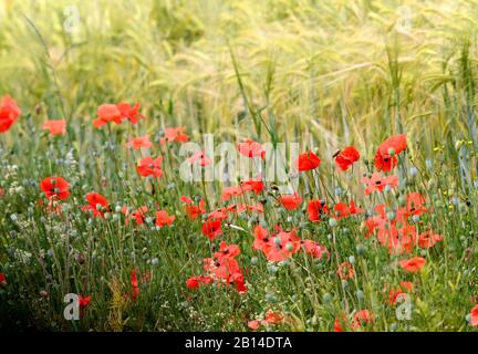 des coquelicots brillants fleuris dans un champ de seigle Banque D'Images