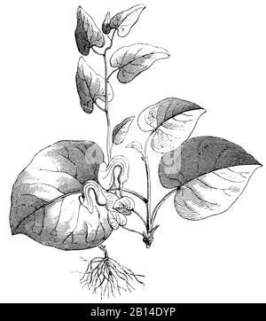 Naissance, Aristolochia clematite, Aristolochia, Aristoloche clématite, (encyclopédie, 1893) Banque D'Images