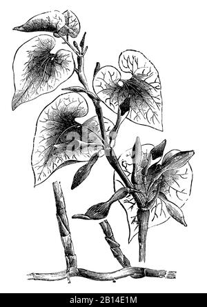 Birthwort, Aristolochia clematite, Osterluzei, Aristoloche clématite, (livre de biologie, 1903) Banque D'Images