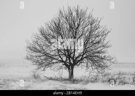 La beauté des fleurs et des tempêtes de neige Banque D'Images