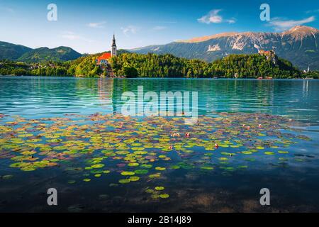 Admirable fleurs roses de lotus fleurit sur le lac. L'eau magique fleurs de lys et église de pèlerinage sur la petite île en arrière-plan, lac Bled, Slove Banque D'Images