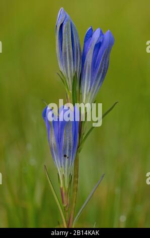 Marsh Gentian, Gentiana pneumonanthe, en fleur sur une terre de bruyère humide. Automne. Banque D'Images