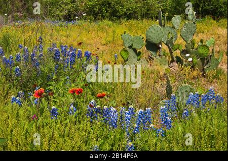 Pickly cactus de poire et fleurs sauvages au printemps à Willow City Loop dans Hill Country près de Fredericksburg, Texas, États-Unis Banque D'Images