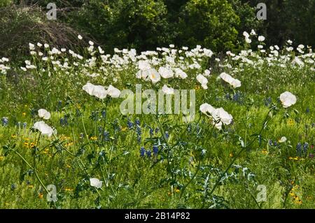 Des coquelicots blancs (Argemone albiflora) au printemps au Willow City Loop dans Hill Country près de Fredericksburg, Texas, États-Unis Banque D'Images