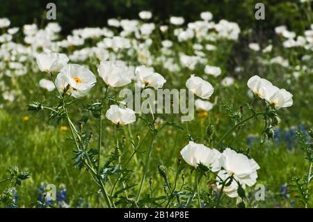 Des coquelicots blancs (Argemone albiflora) au printemps au Willow City Loop dans Hill Country près de Fredericksburg, Texas, États-Unis Banque D'Images