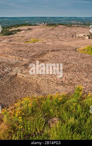 Les asters fleurent au printemps à la piscine d'automne sur le dôme principal dans le quartier naturel d'Enchanted Rock State à Hill Country près de Fredericksburg, Texas, États-Unis Banque D'Images