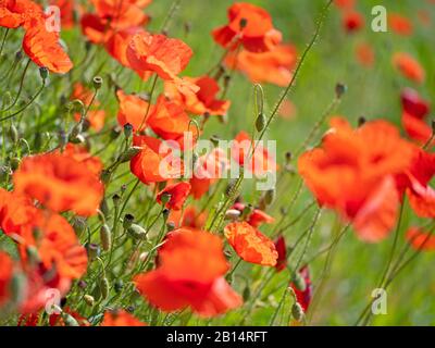 poppys fleuris, Papaver rhoeas, en été Banque D'Images