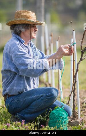 L'agriculteur de campagne enserre la vigne dans le vignoble. Banque D'Images