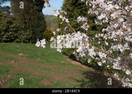 Spring Blossom d'un arbre de cerisier (Prunus 'The Bride') dans un jardin de forêt dans le Devon rural, Angleterre, Royaume-Uni Banque D'Images