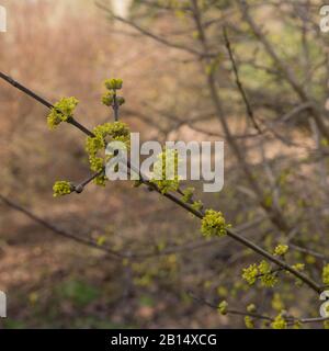 Fleurs jaunes d'hiver d'un arbre de cerisier cornélien À Feuilles Caduques (Cornus mas 'Golden Glory') dans un jardin boisé dans le Devon rural, Angleterre, Royaume-Uni Banque D'Images