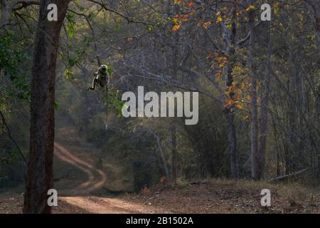 L'image du langur gris ou du langur Hanuman (Semnopithecus) dans le sanctuaire de la faune de Nagzira, Maharashtra, Inde, Asie. Banque D'Images