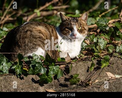 Un chat de ferme mignonne repose sur un demi mur en béton à côté d'un champ d'agriculteur à Yokohama, au Japon. Banque D'Images