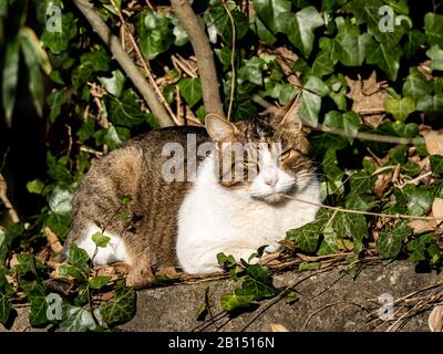 Un chat de ferme mignonne repose sur un demi mur en béton à côté d'un champ d'agriculteur à Yokohama, au Japon. Banque D'Images