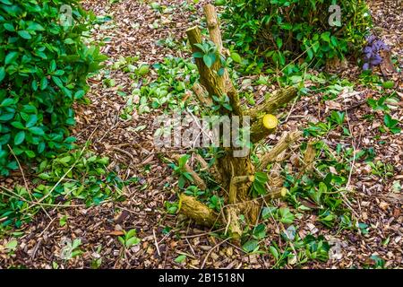 Buisson de papillon taillé, soin des plantes, plantes ornementales populaires de jardin, arbre croissant de nouvelles branches fraîches Banque D'Images