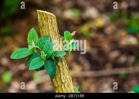 branche taillé d'un buisson de papillon qui pousse de nouvelles feuilles fraîches, soin de plantes de jardin, bourgeonnement d'arbre taillé Banque D'Images