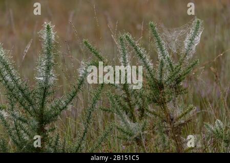 Des toiles d'araignée sur des buissons de gorse sur un matin misty sur la terre de bruyère. Banque D'Images