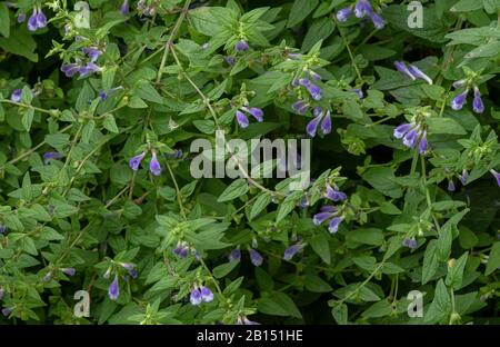 Commun Skullcap, Scutellaria galericulata en fleur sur le côté du fossé. Banque D'Images