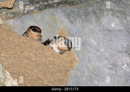 Grotte Déglutissez (Hirundo fulva), juvéniles dans le nid, Cuba, Parc National de la Guira Banque D'Images