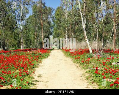 Chemin de sable entre les clairières fleuries d'anémones rouges dans la forêt israélienne de Shokeda. Banque D'Images